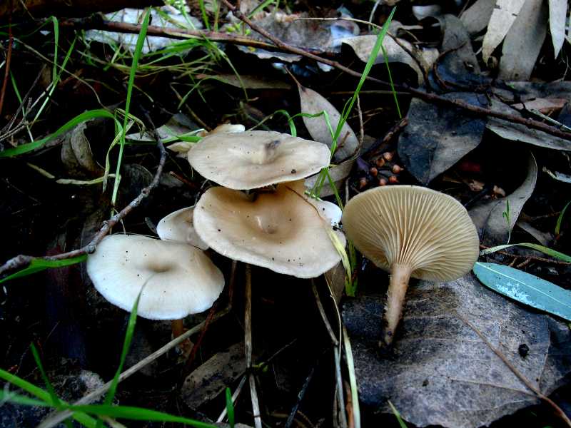 Clitocybe phaeophtalma = C. hydrogramma . Tossico. , Natura